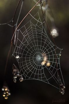 Mejores imágenes de telas de araña para inspirarte en tus proyectos